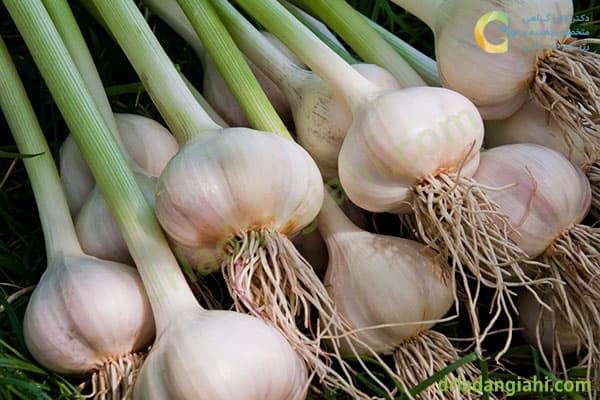 قیمت سیر صادراتی + خرید باور نکردنی